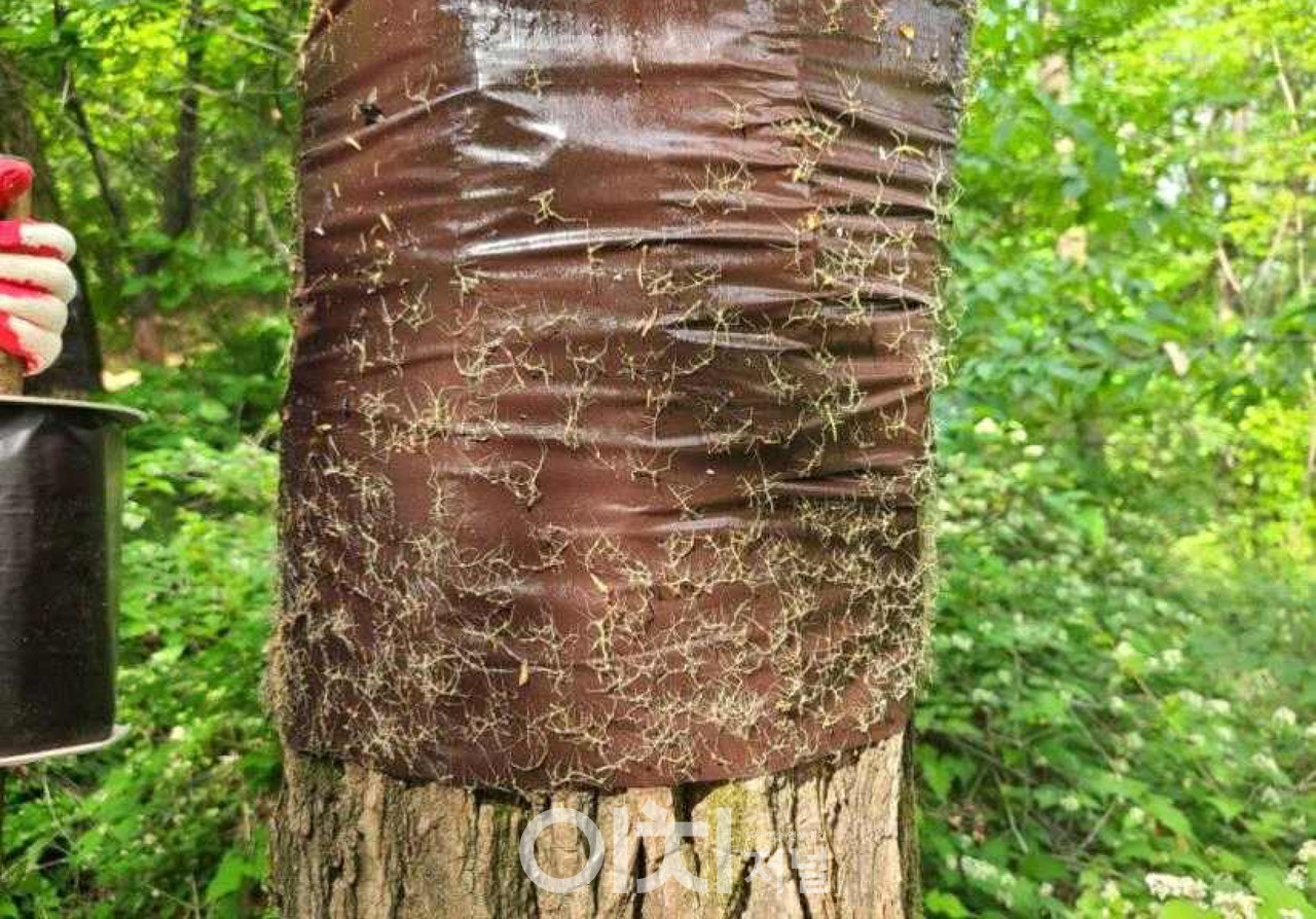 대벌레 끈끈이롤트랩 약충 포충 (자료제공 : 서울시)