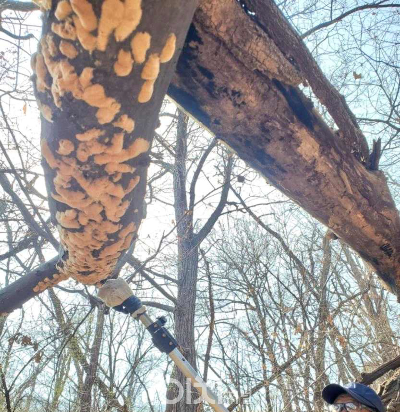 매미나방 알덩어리 제거 (자료제공 : 서울시)