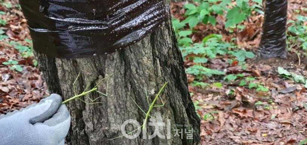 대벌레 성충 직접포살 (자료제공 : 서울시)