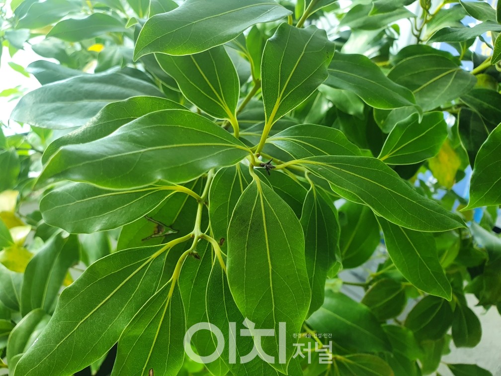 생달나무 (자료제공 : 전라남도산림자원연구소)