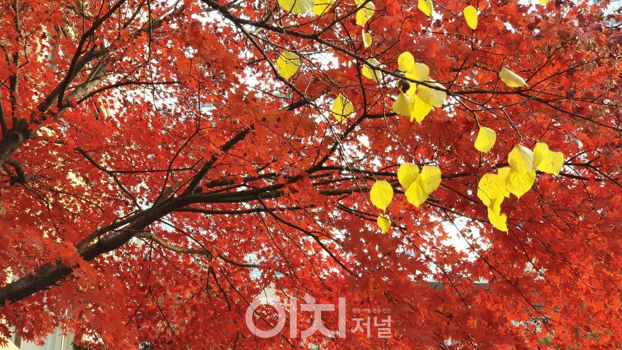 이미지 제공 - 박미애 사진작가