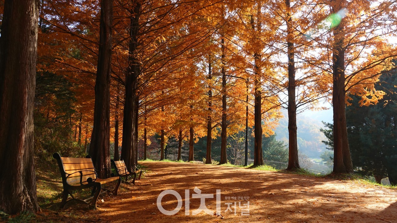 금강수목원 황토 메타세쿼이아길 단풍 (자료제공 : 금강수목원)