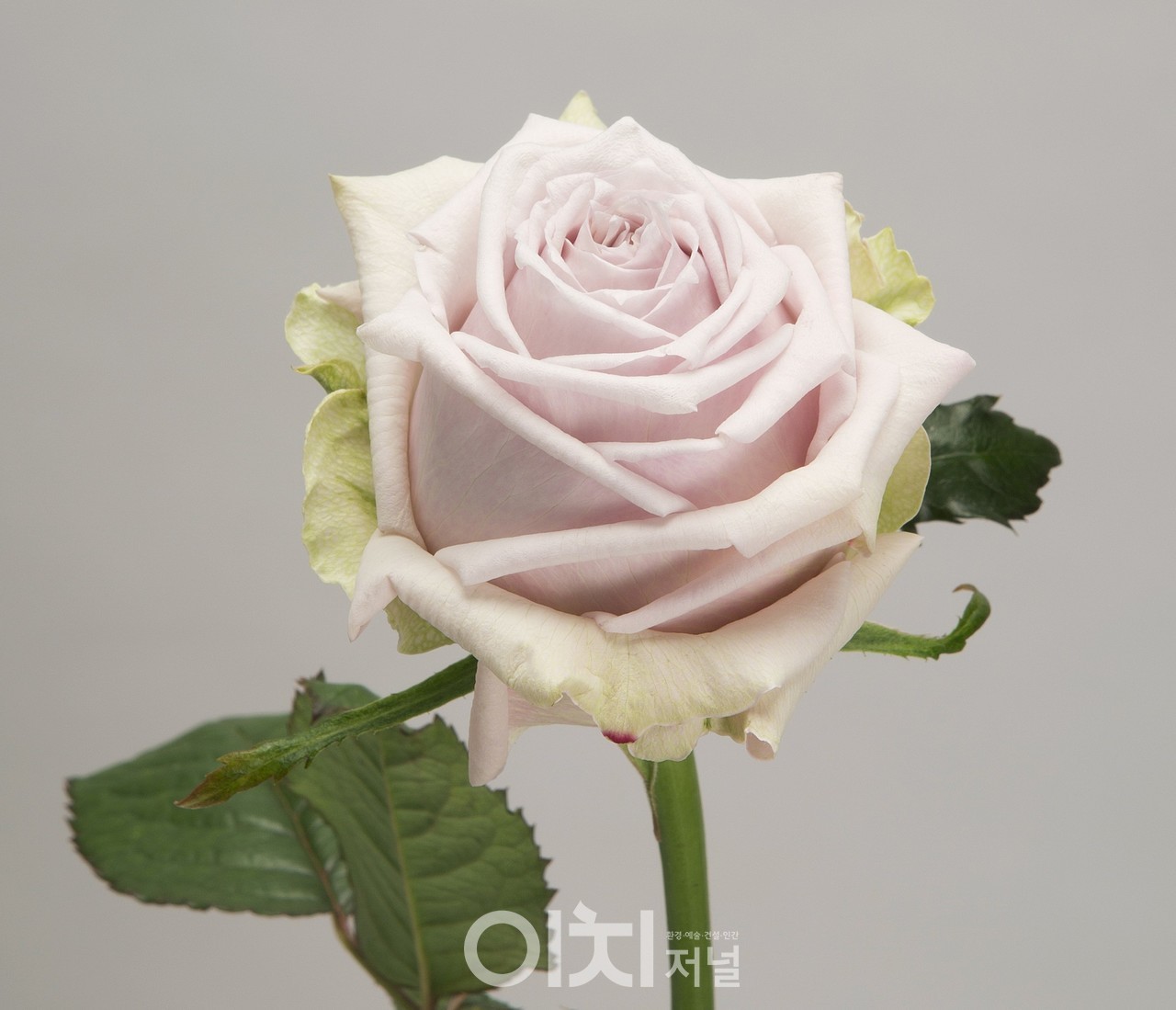 장미 신품종 예시(카린) (자료제공 : 경기도)