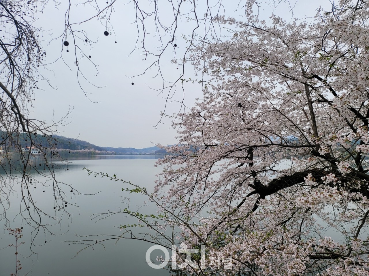 벚꽃 만발한 익산 왕국저수지