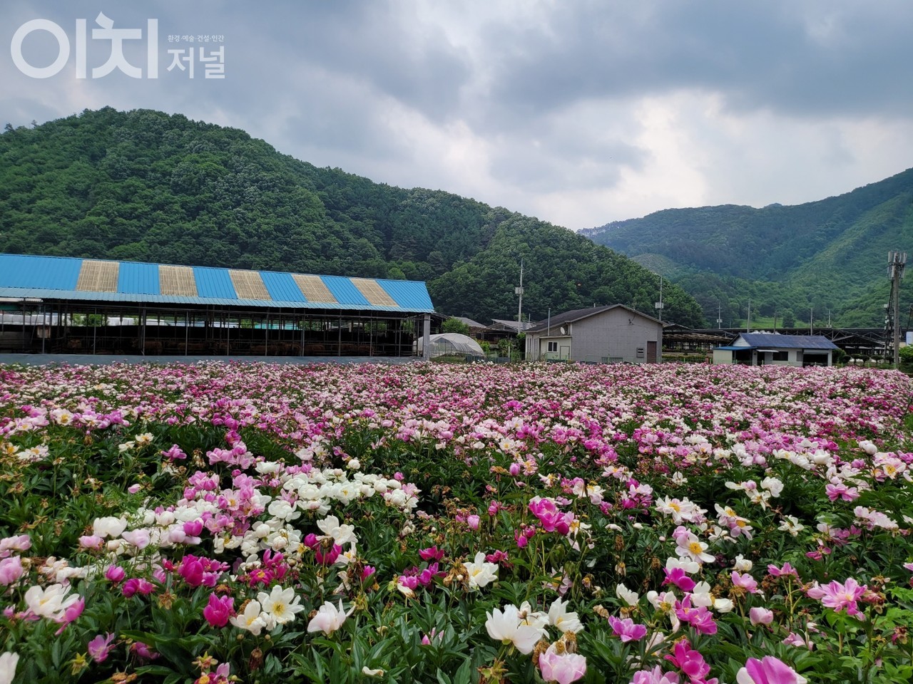 미서경로당 앞 작악밭