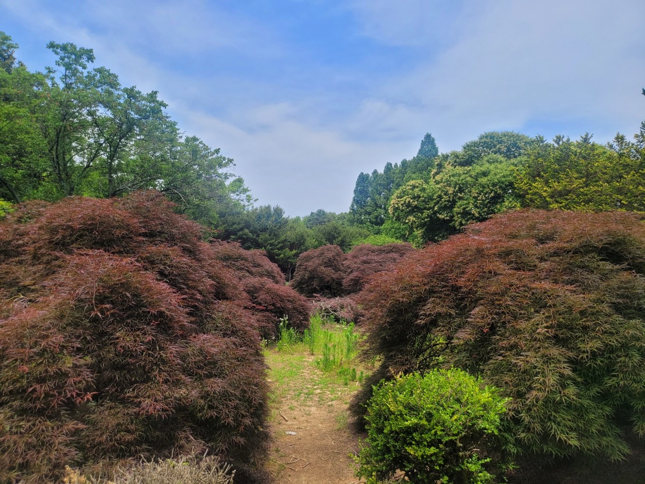 입구에 늘어선 공작단풍