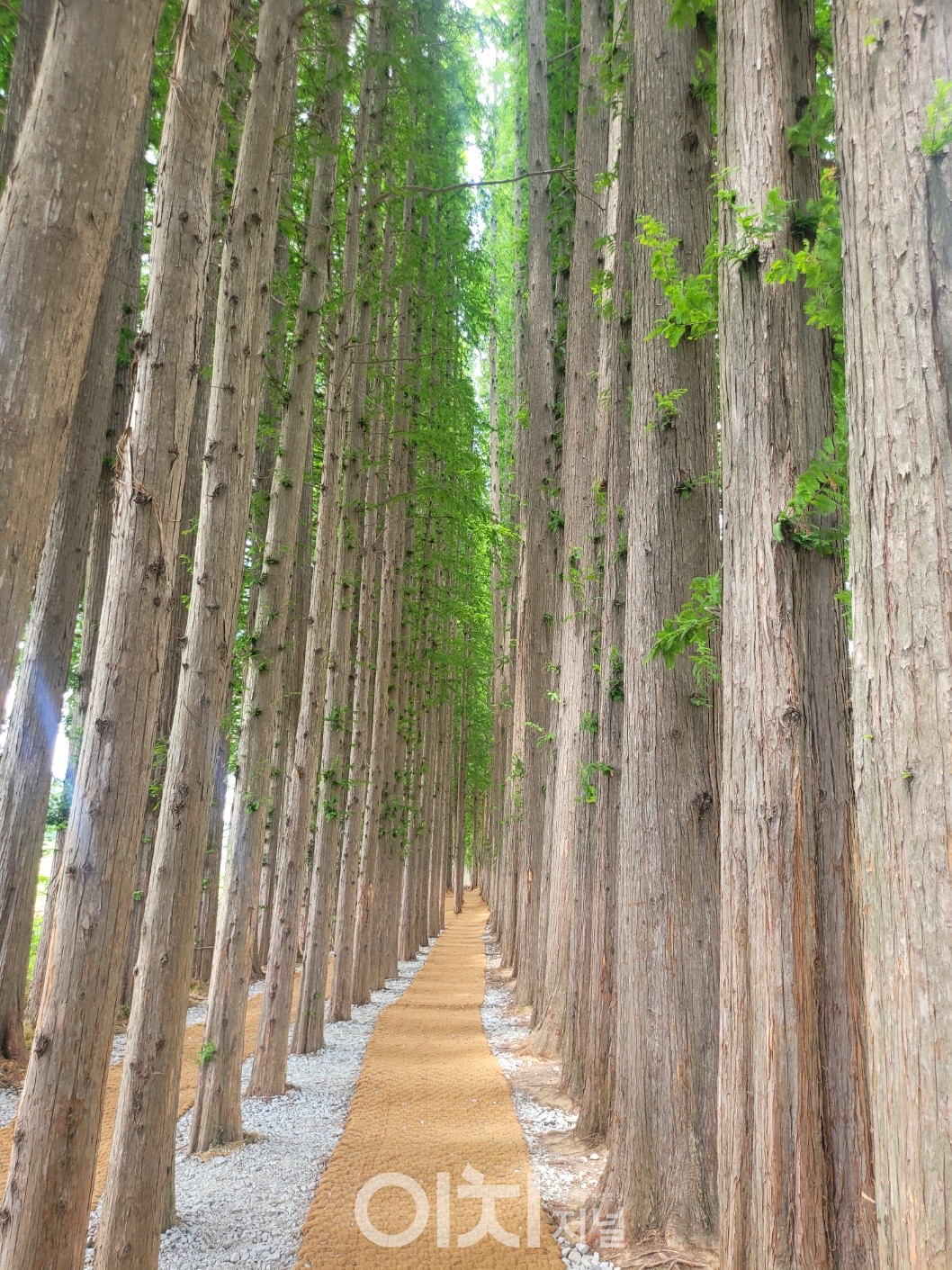 메타세콰이어 산책로