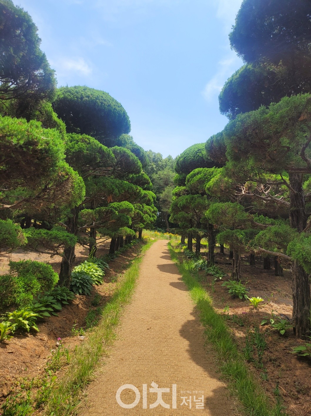 향나무 산책로