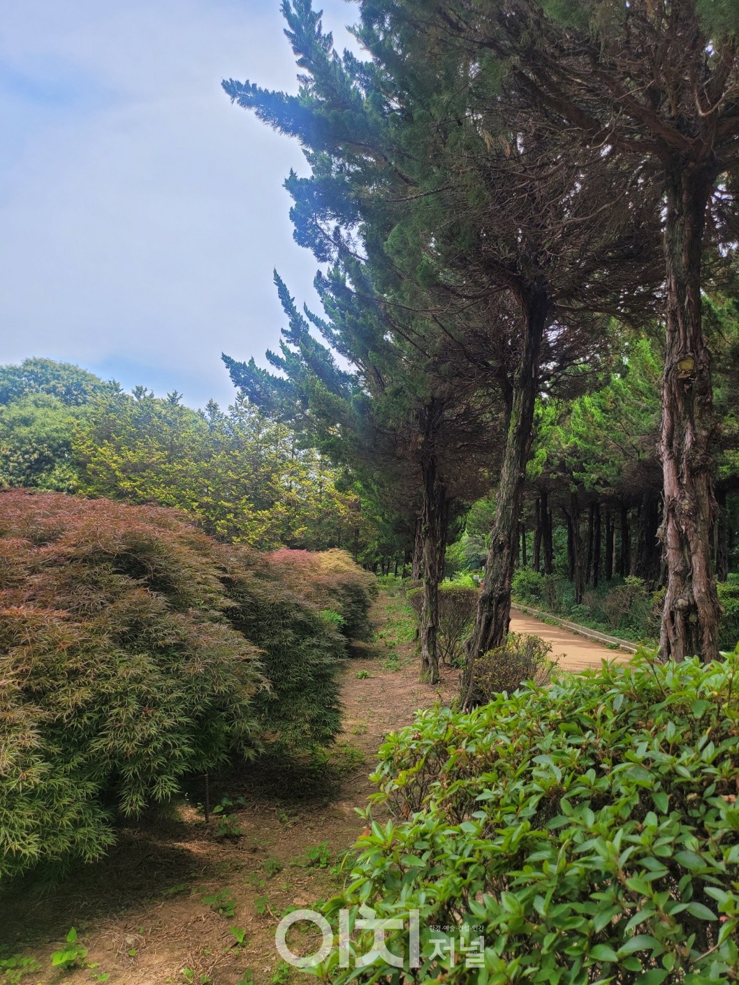 공작나무와 소나무 사잇길