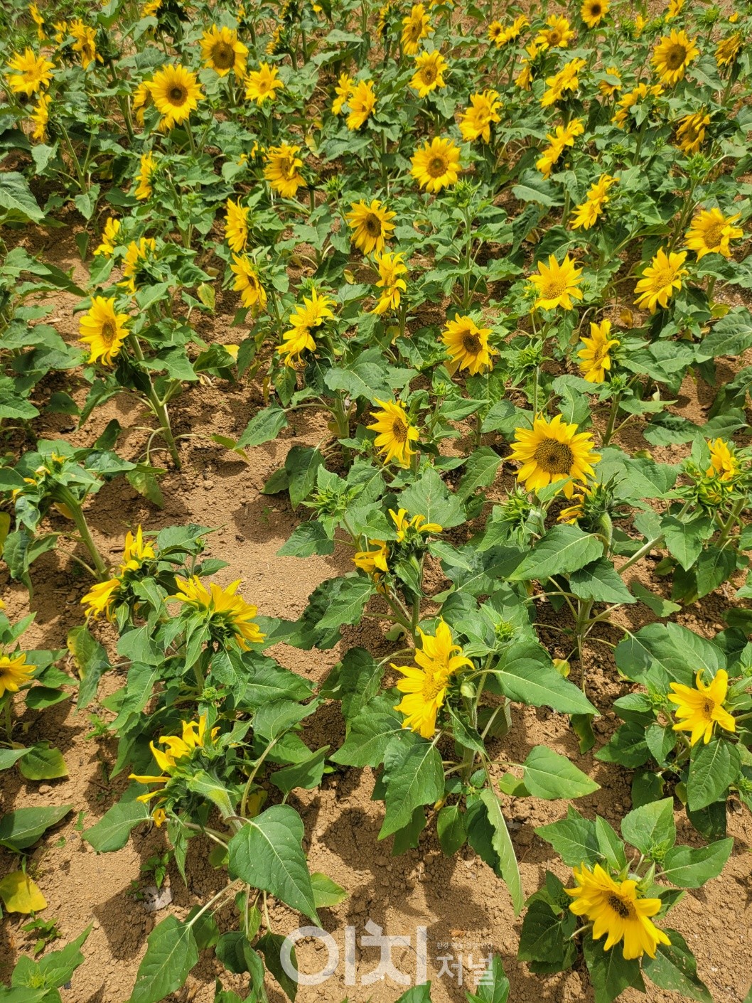 귀여운 해바라기 밭