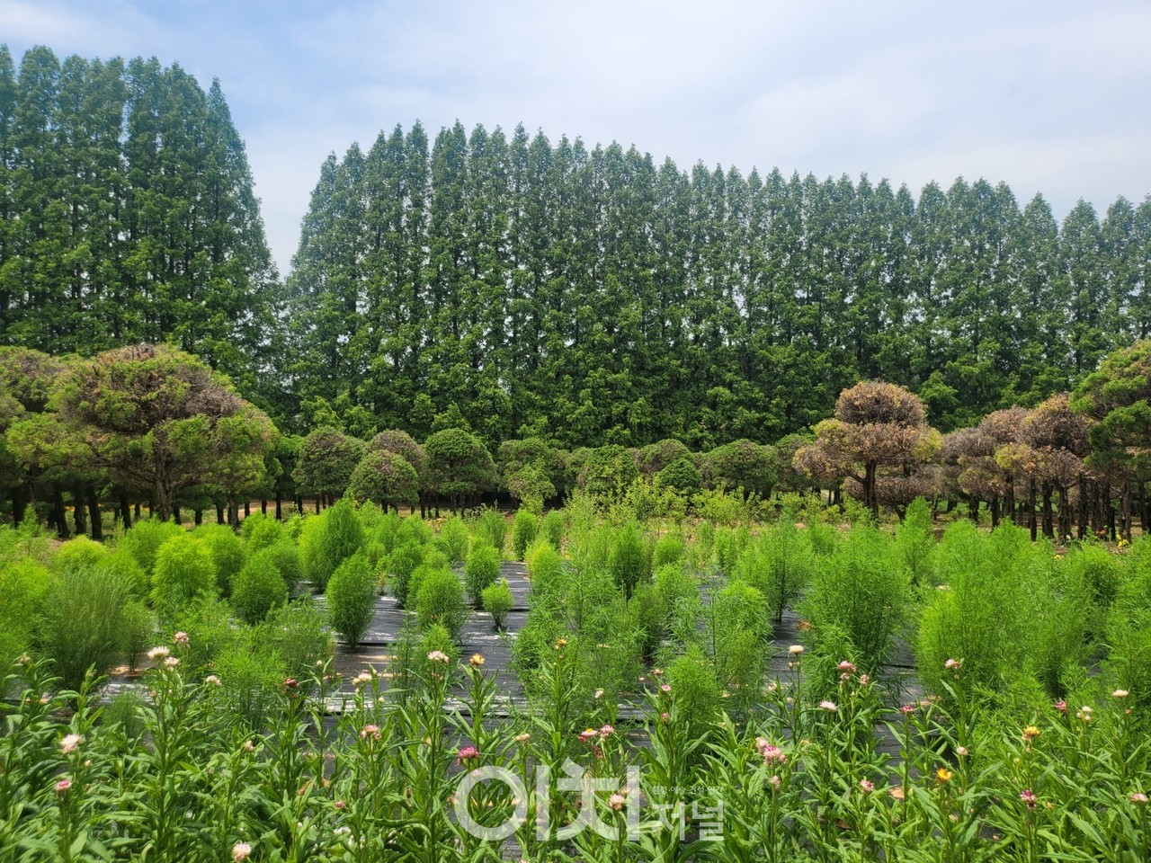 메타세콰이어 길