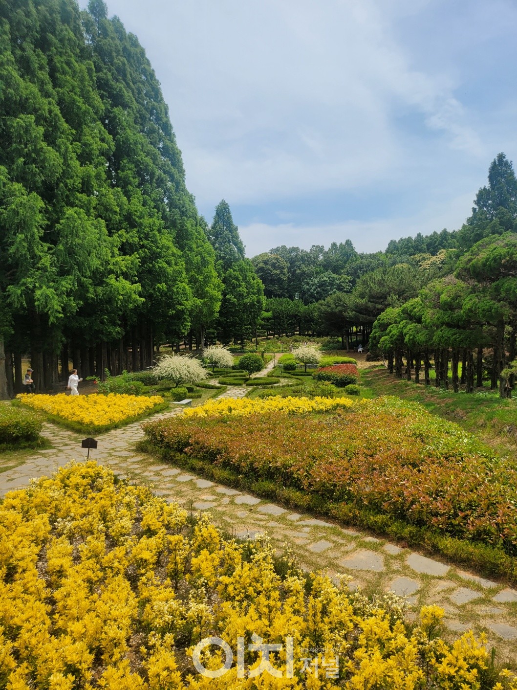 영국식 정원-포멀가든-황금사철나무가 눈에 띈다