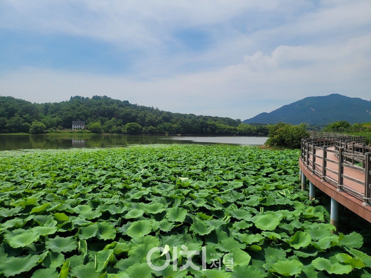 금마저수지의 연잎