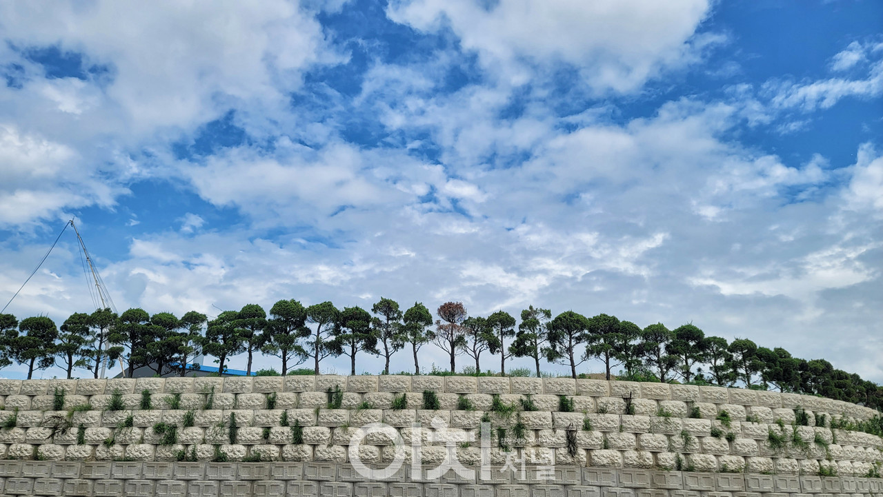 공장 전체를 둘러싼 담벼락에 촘촘하게 심어진 초록의 나무들