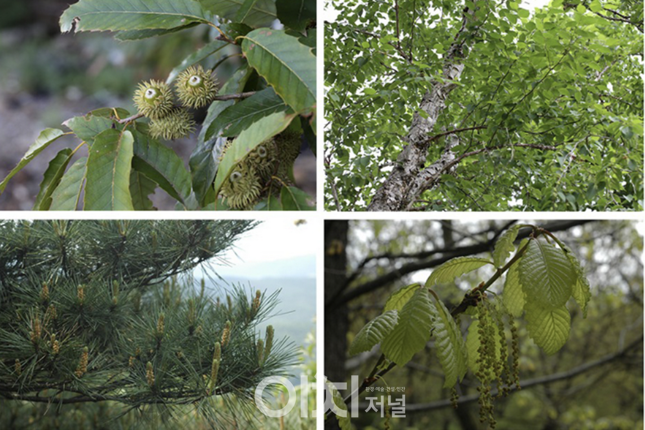 왼쪽 위부터 시계방향으로 상수리나무, 물박달나무, 졸참나무, 소나무