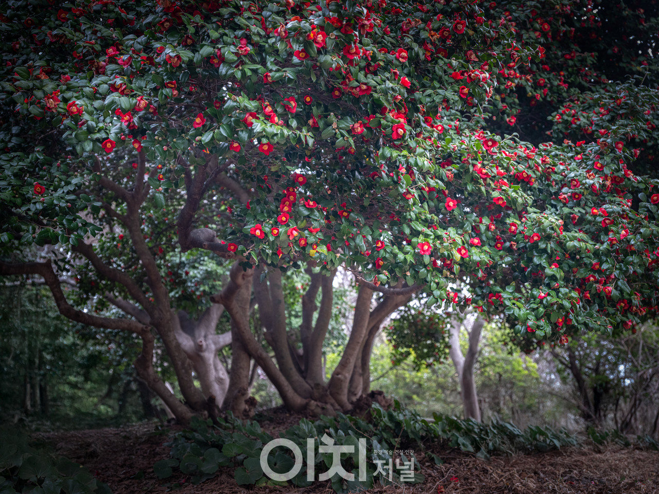 ⓒ이미현 사진작가