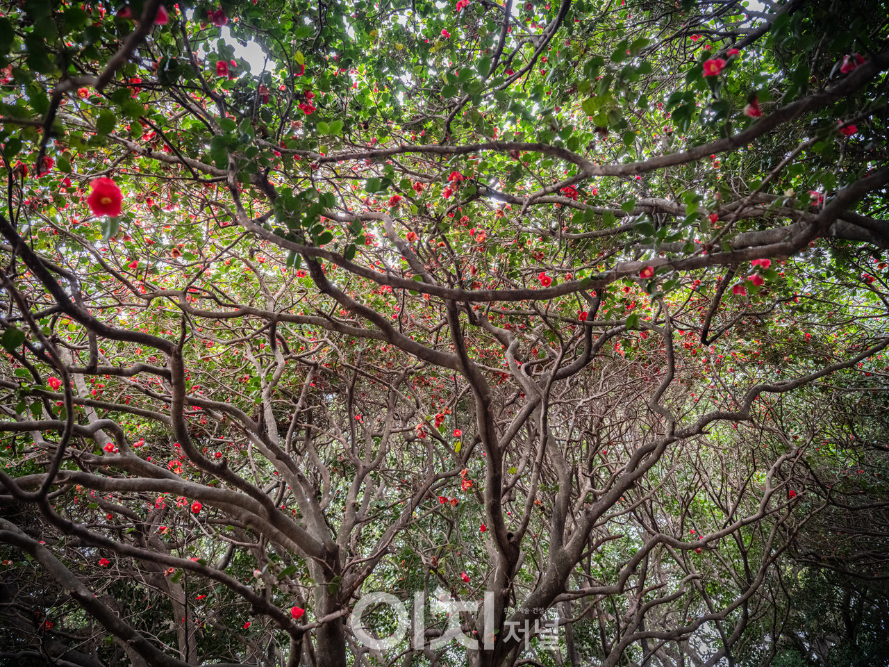 ⓒ이미현 사진작가