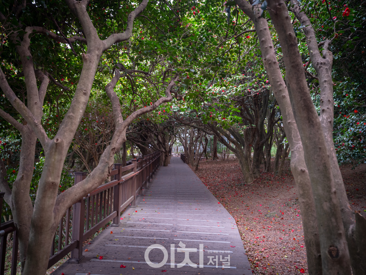ⓒ이미현 사진작가