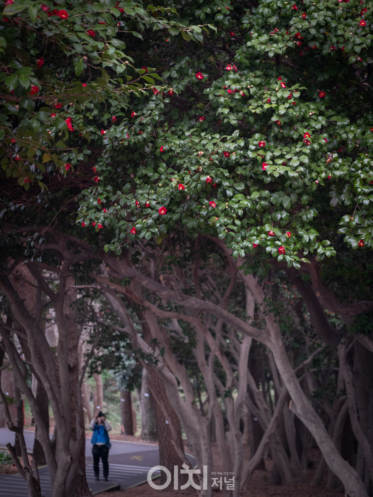 ⓒ이미현 사진작가