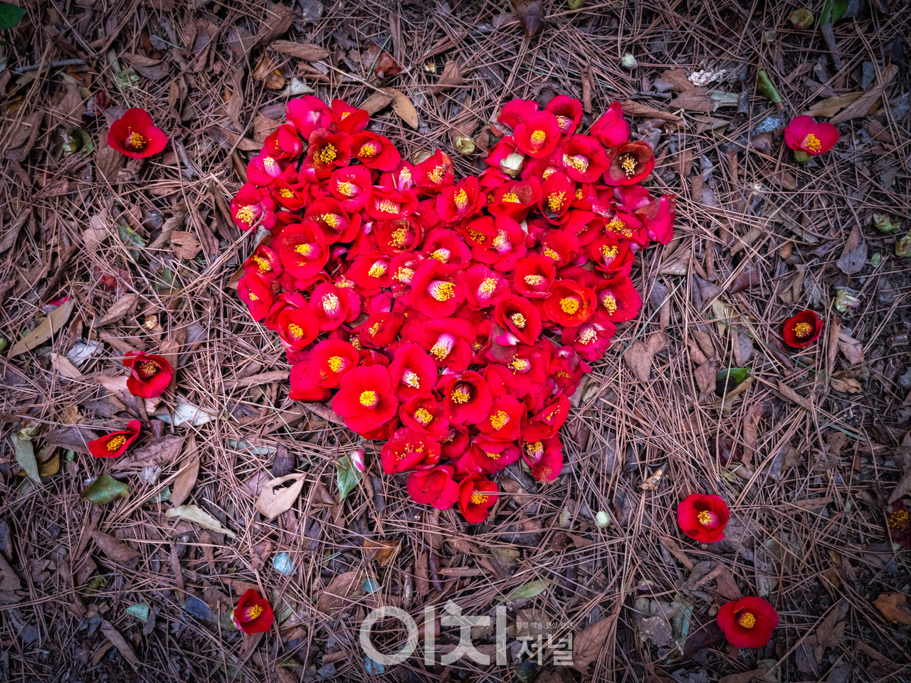 ⓒ이미현 사진작가