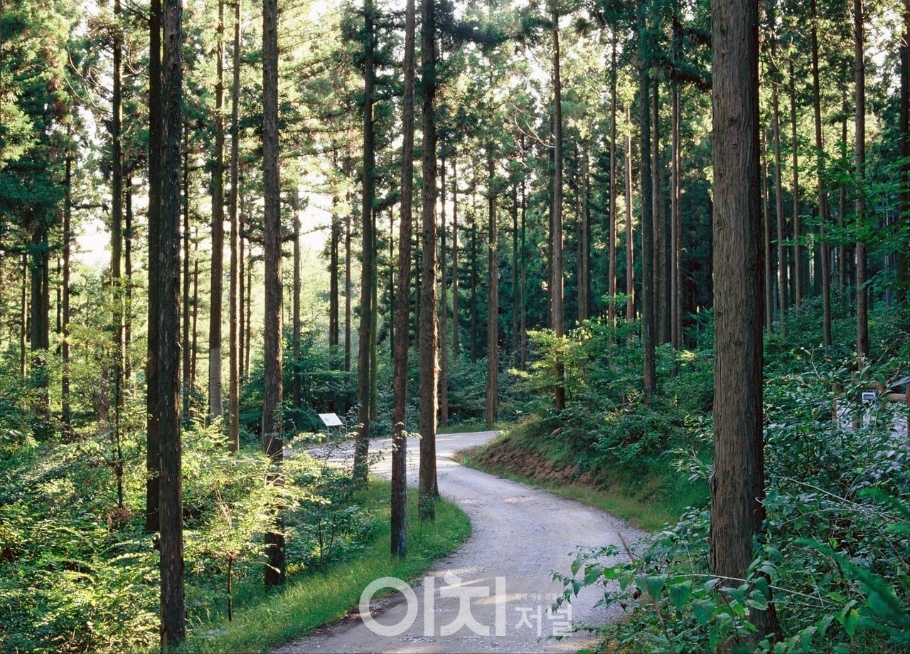 전남 장성 치유의숲 임도 / 산림청 제공