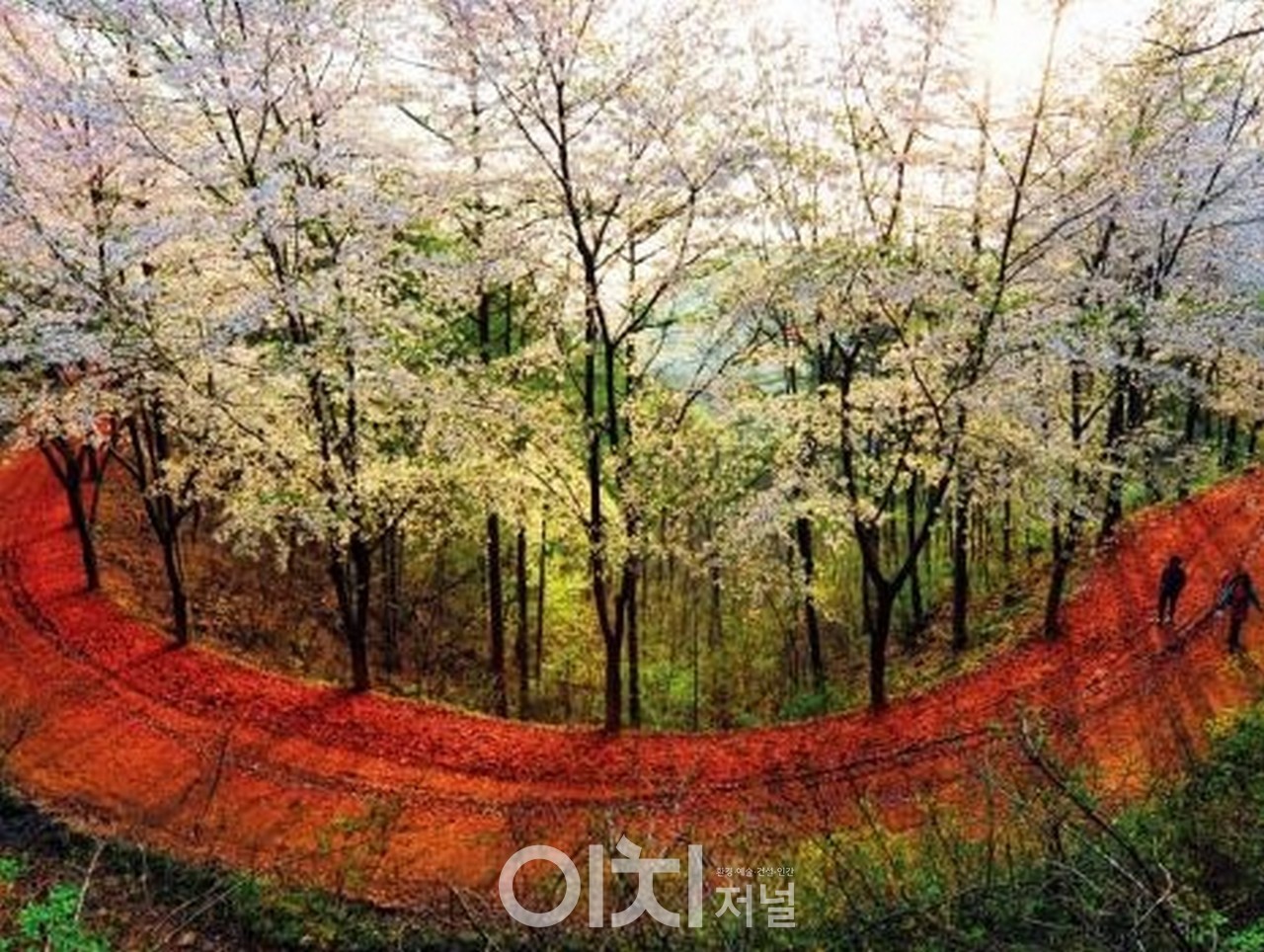 대전 계족산 임도 / 산림청 제공