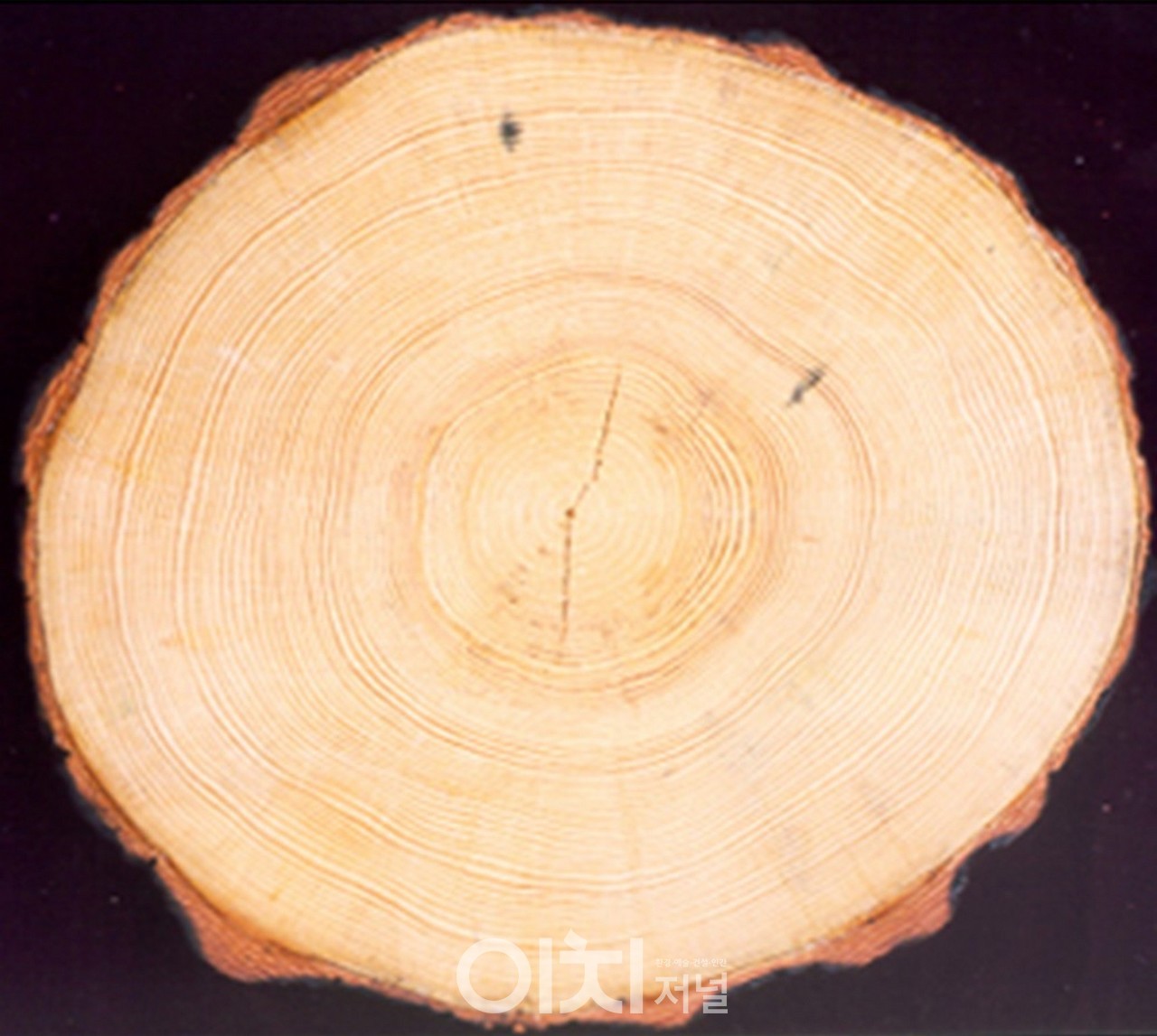 산불 피해 나무