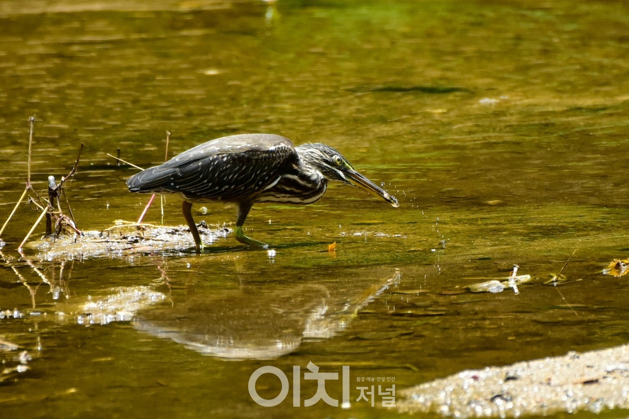 검은댕기해오라기