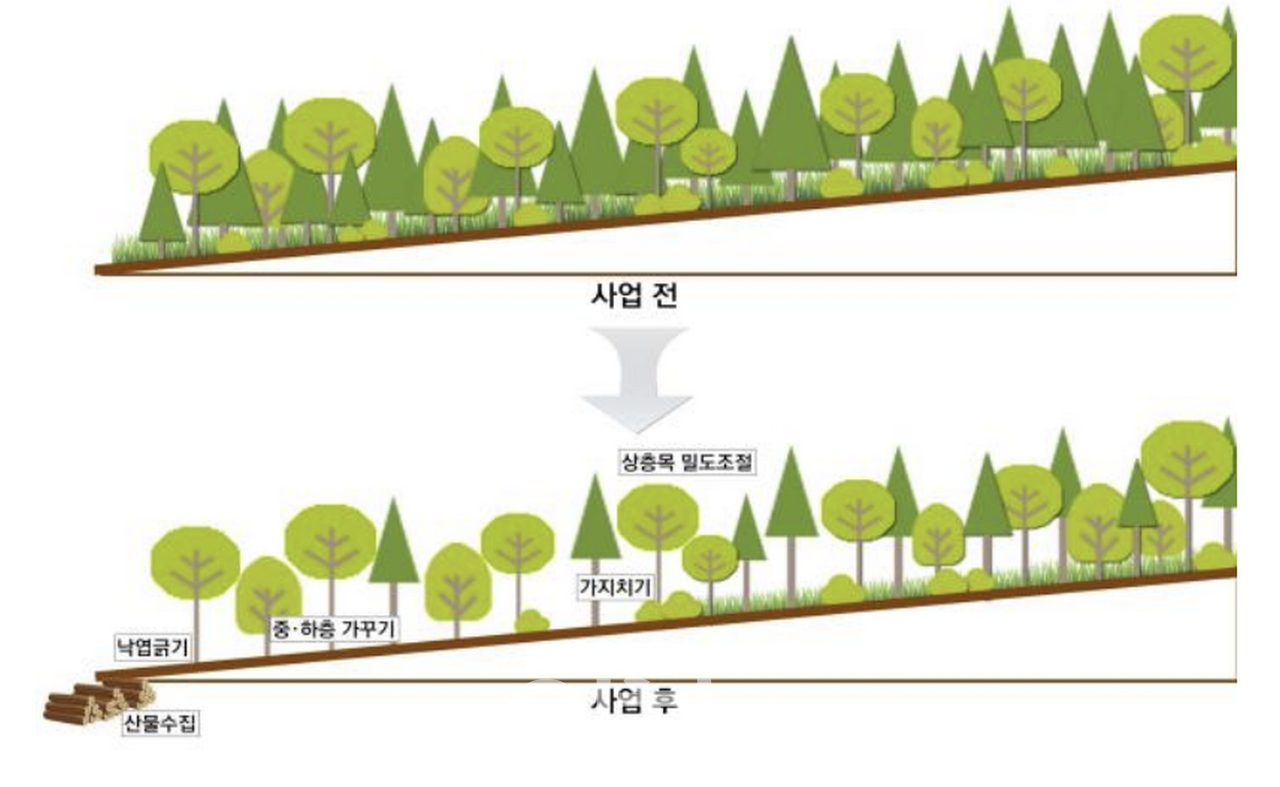산불예방 숲가꾸기 사업