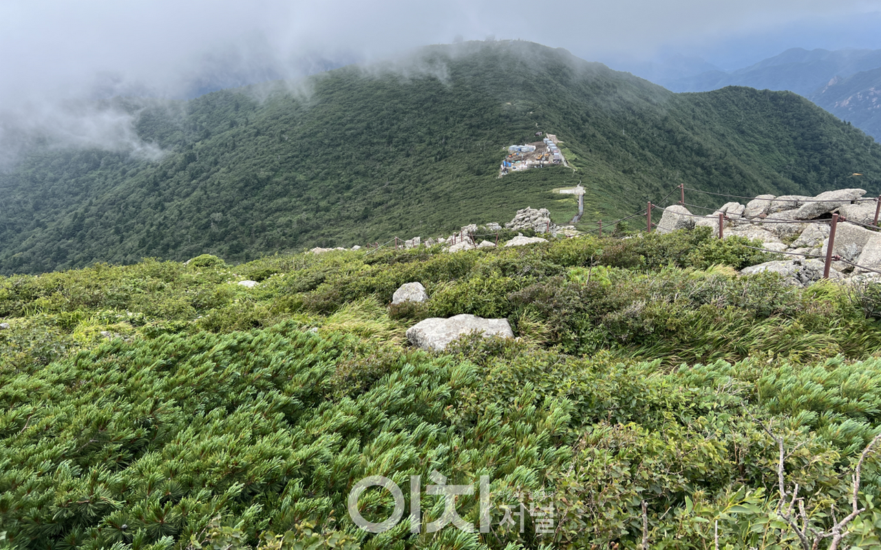 설악산 눈잣나무 전경(대청봉)