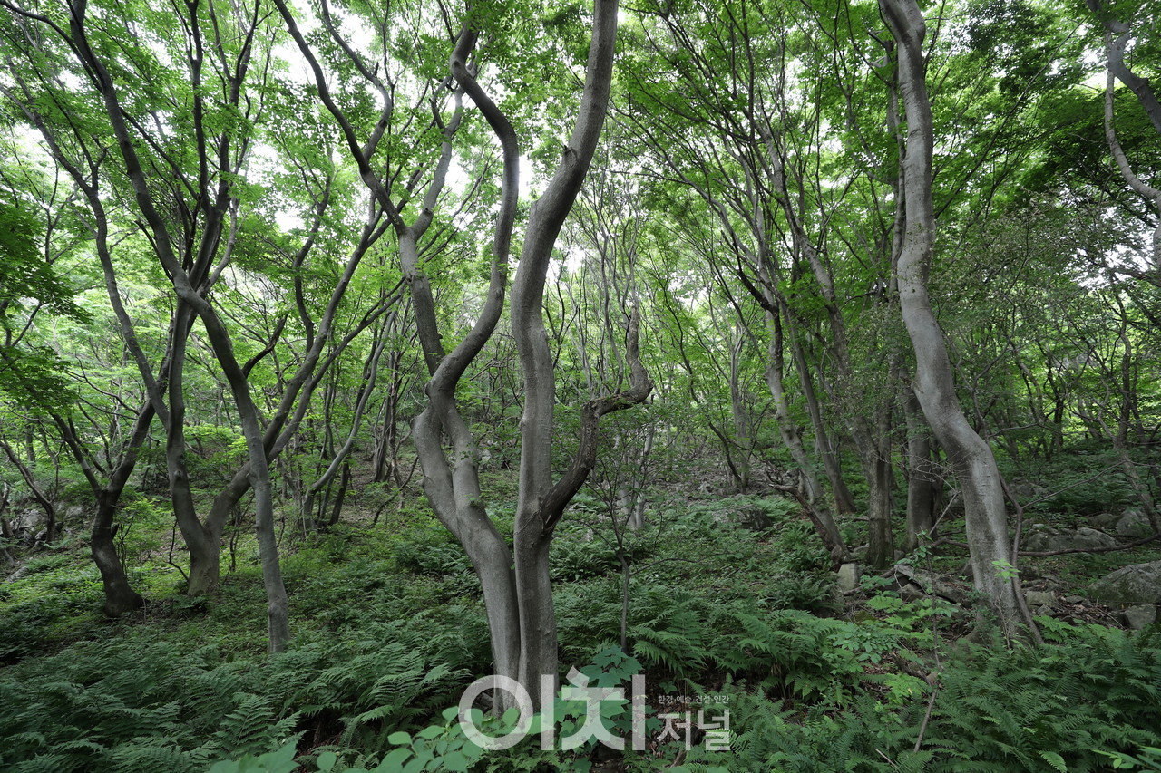 풍게나무 군락(충청남도 예산군 가야산 원효봉)