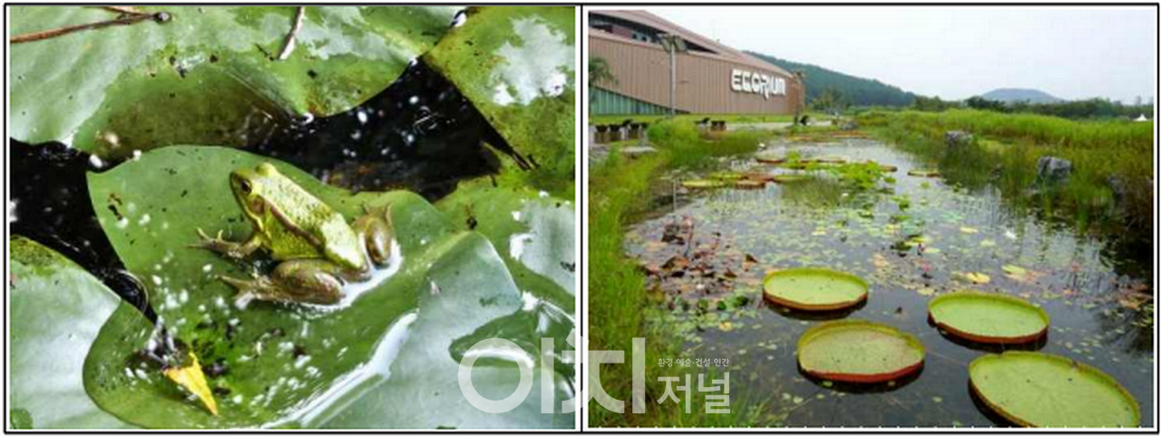 금개구리 성체(좌) 및 서식지 전경(우)