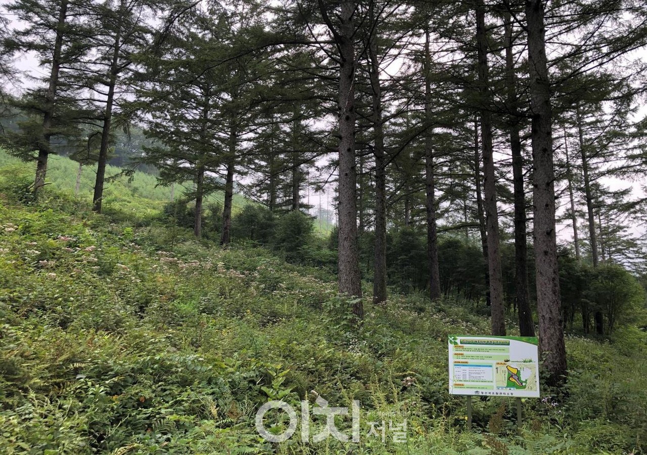 잎갈나무 종 보존원 현황 사진