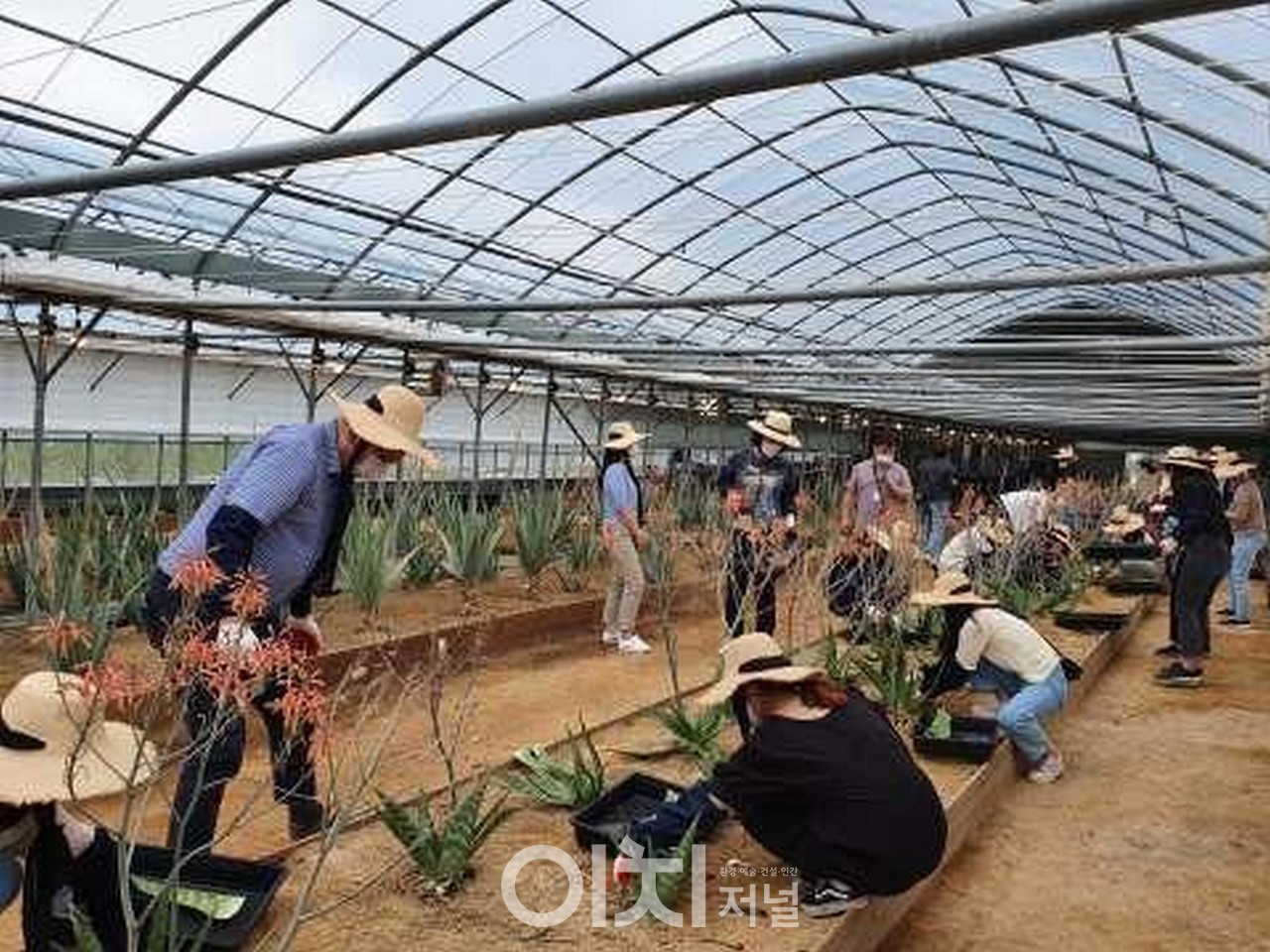 경남 김해의 ‘한림알로에’ 농장
