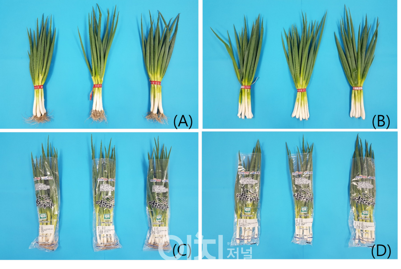 (A) 끈 묶음+뿌리 무절단(S-AR), (B) 끈묶음+뿌리 절단(S-CR), (C) 필름 포장+뿌리 무절단(FP-AR), (D) 필름 포장+뿌리 절단(FP-CR)