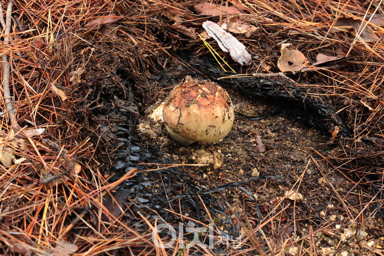 산불피해지에서 발생한 송이 버섯