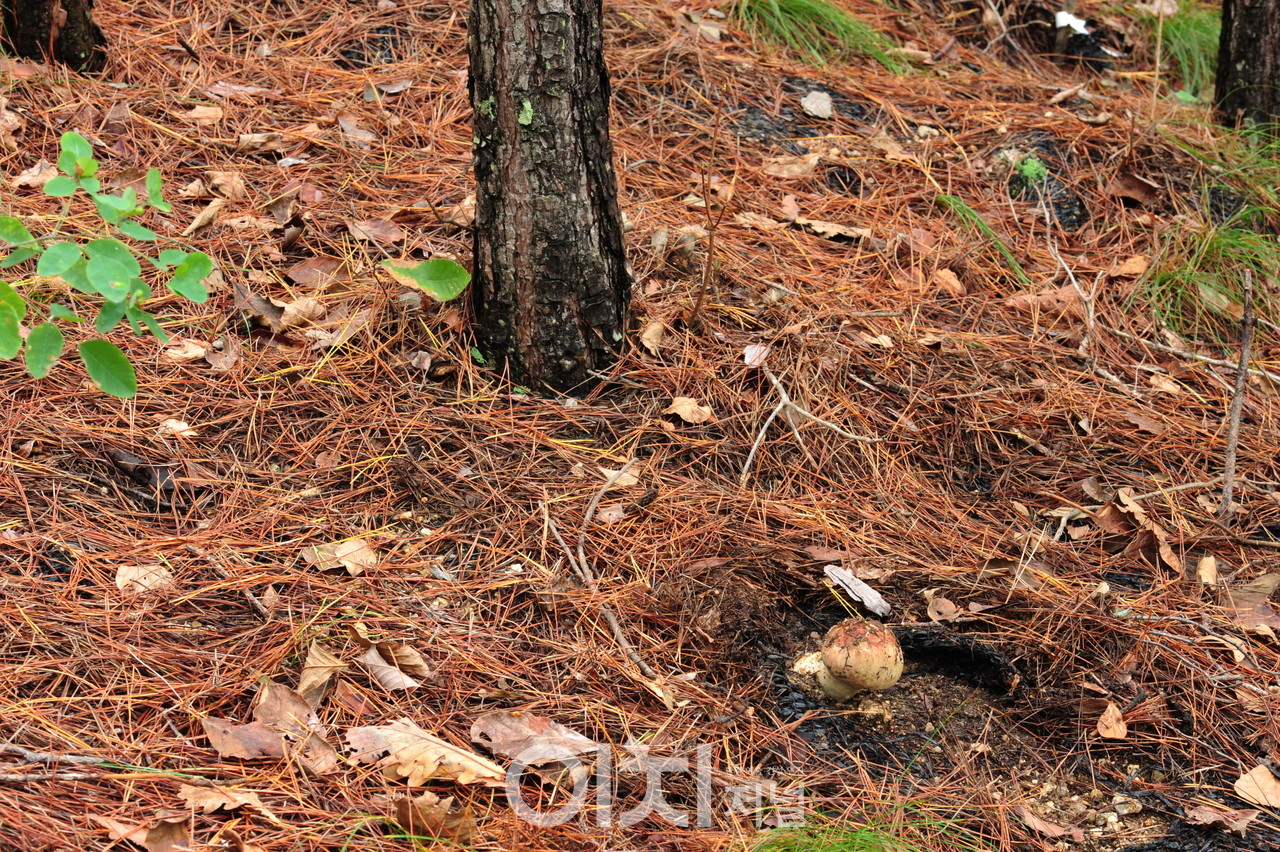 산불피해지에서 발생한 송이 버섯