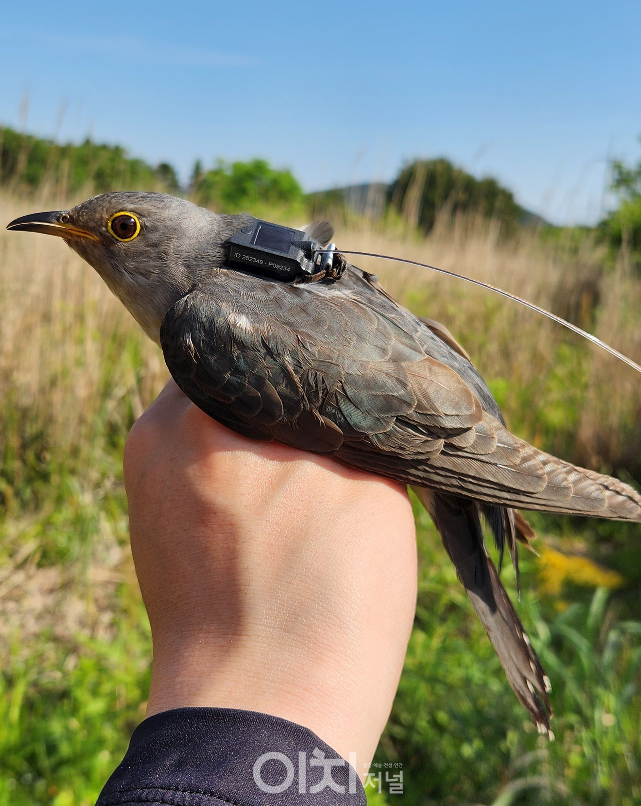 위치추적발신기를 부착한 두견이(24.5.23. 제주시 조천읍 선흘리)