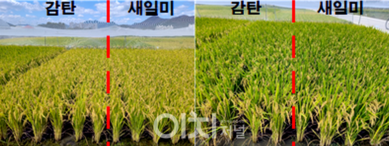 ‘감탄’ 초형 (좌 : 비료 50% 재배 , 우 비료 100% 재배)