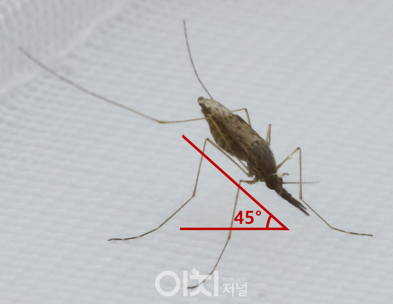 얼룩날개모기 암컷 성충- 말라리아 매개모기인 ‘얼룩날개모기(Anopheles spp.)’는 전체적으로 검은색의 중형(中形)모기로 날개에 흑·백색의 반점 무늬가 있음. 휴식 시 복부를 40∼50°의 각도로 들고 있고, 촉수가 주둥이만큼 긴 것이 특징