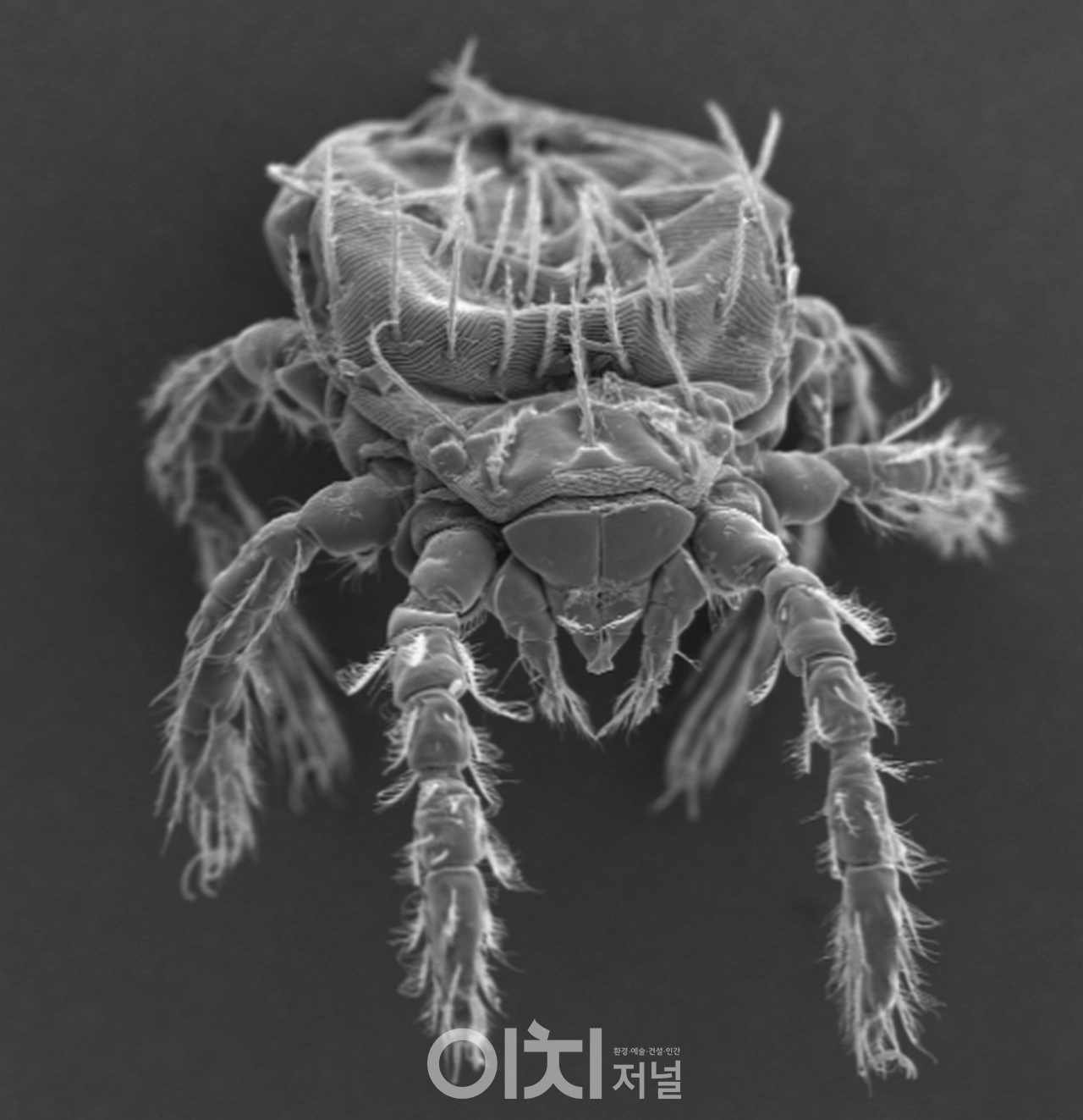 털진드기 유충 전자현미경 사진