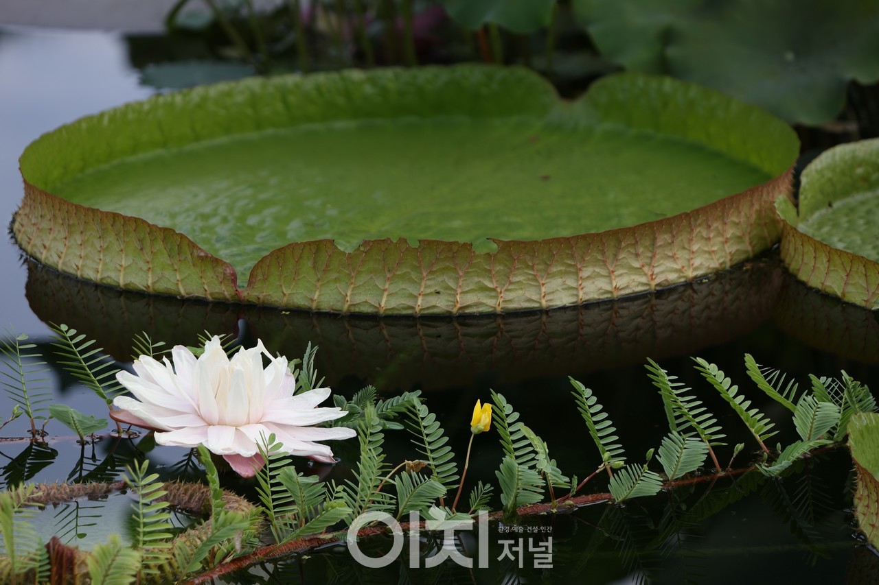 빅토리아수련의 꽃과 잎(개화 1일차 오후 6시경)