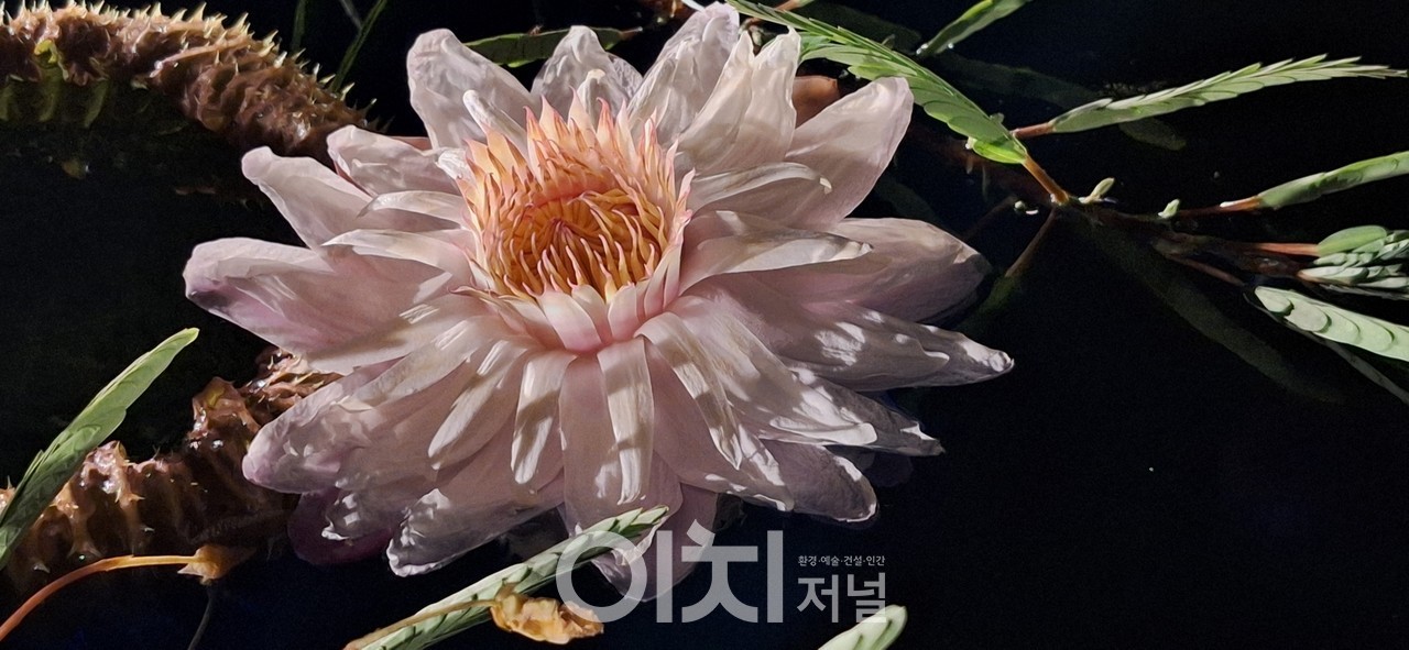 야간에 활짝 핀 빅토리아수련(오후 9시경)