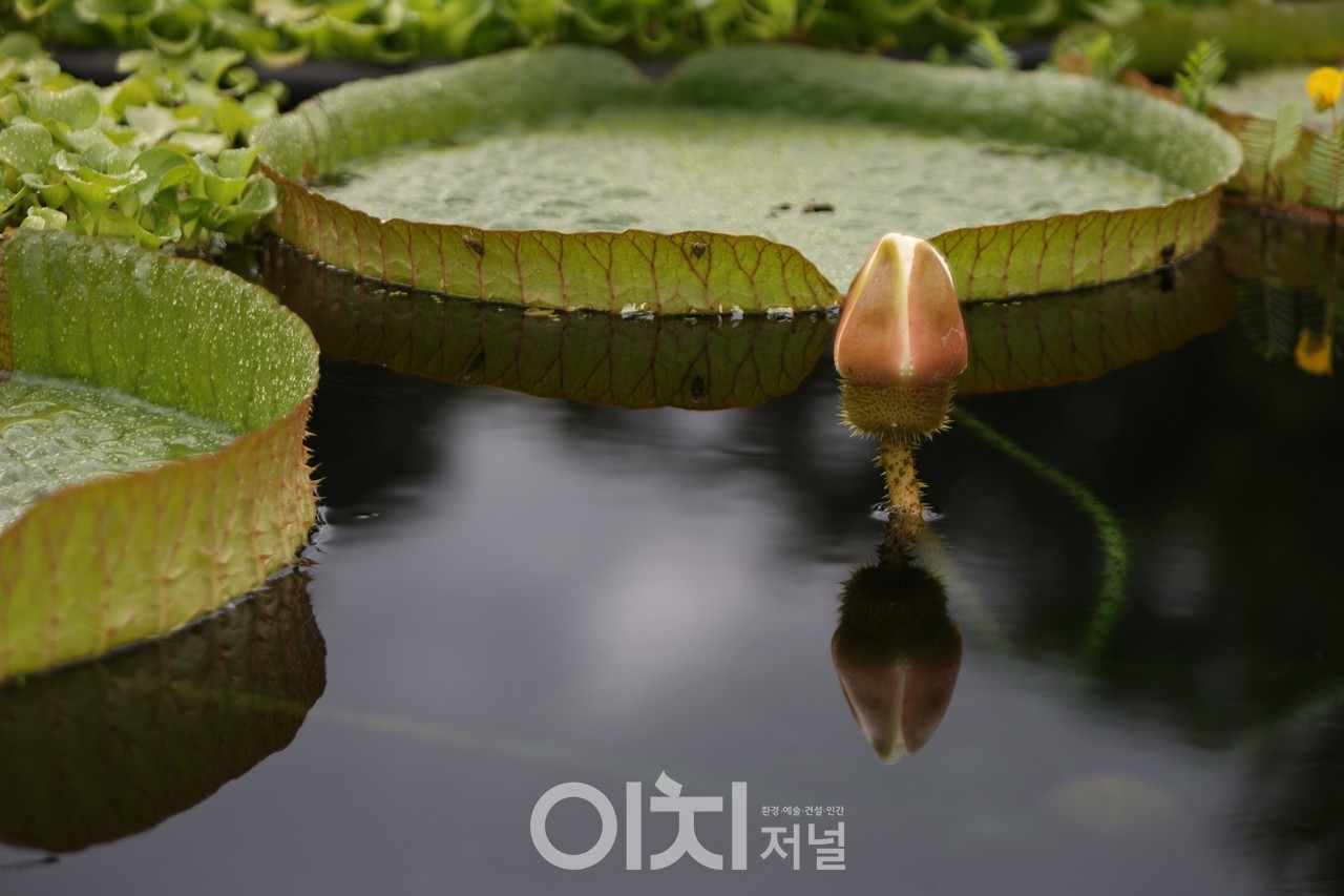 빅토리아수련의 꽃봉오리