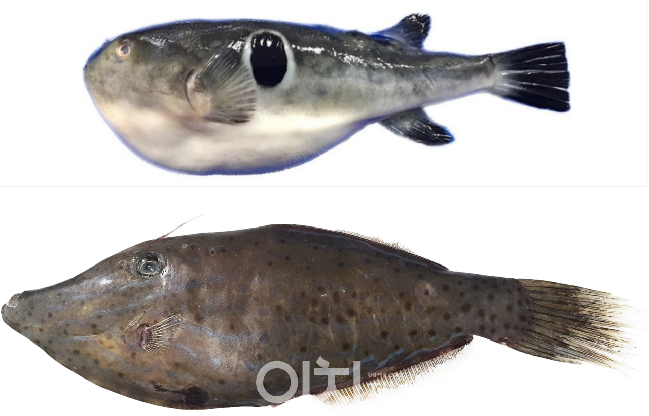 참복어와 날개쥐치