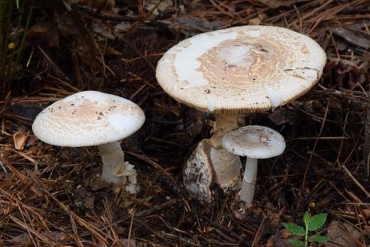 큰주머니광대버섯(Amanita volvata (Peck) Lloyd)