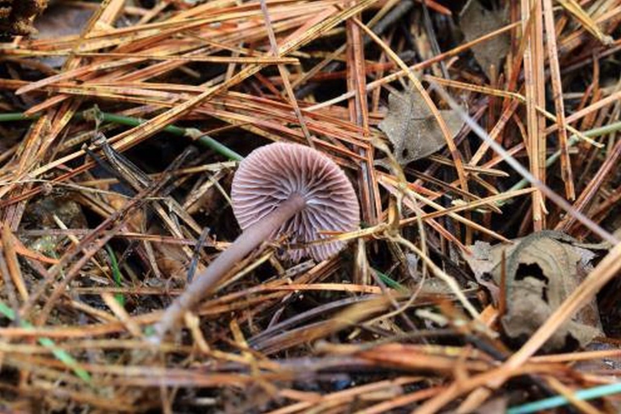 맑은애주름버섯(Mycena pura (Pers.) P. Kumm.)