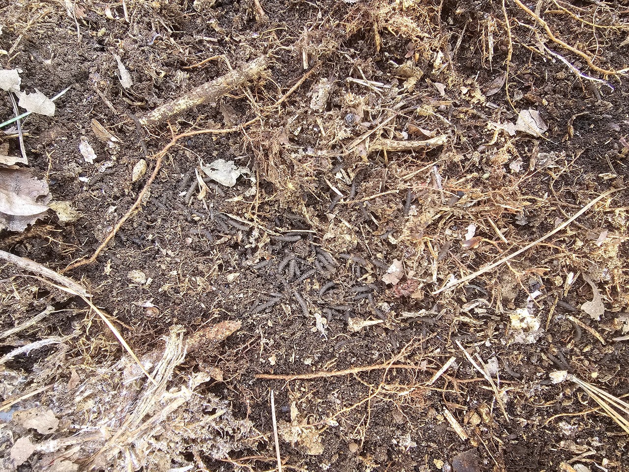 토양내 러브버그 유충