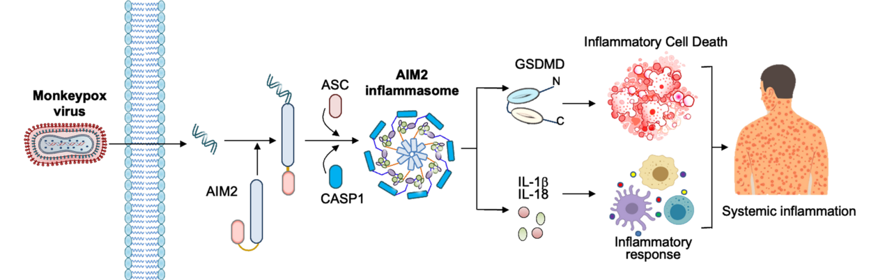 원숭이두창바이러스 감염시 AIM2 단백질 센서가 염증반응을 유도하는 과정